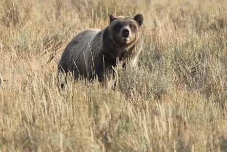 Hiker Injured by Wild Animal in Wilderness Area Flown to Trauma Center