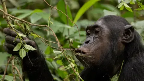 Wild Chimps Consuming the Equivalent of One Lager Each Day from Fermented Fruit, Study Finds