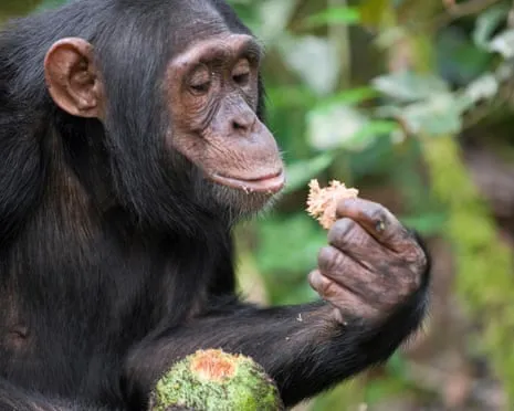 Apes Ingest Daily Alcohol Comparable to a Pint from Ripe Figs