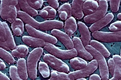 Louisiana Reports Five Fatalities from Flesh-Eating Bacteria in Gulf Waters